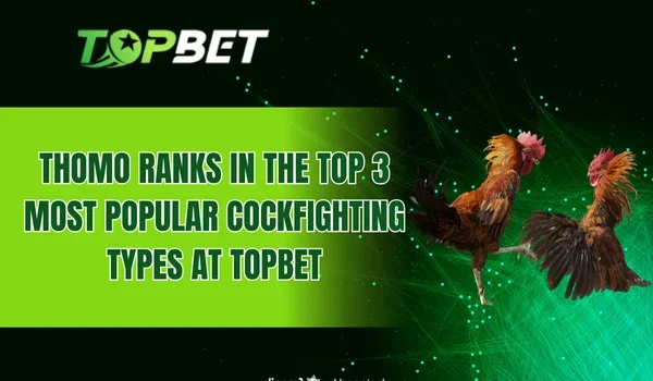 Thomo ranks in the top 3 most popular cockfighting types at TOPBET